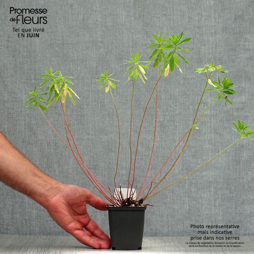 Esimerkki kesällä toimitetusta Kultatyräkki - Euphorbia polychroma Godet de 8/9 cm-taimesta