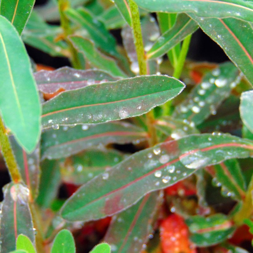 Kultatyräkki Purpurea (Lehvistö)