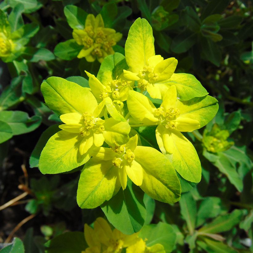 Kultatyräkki Purpurea (Kukinta)