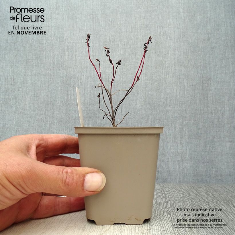 Esimerkki syksyllä toimitetusta Kultatyräkki Purpurea 8/9 cm taimiruukku-taimesta
