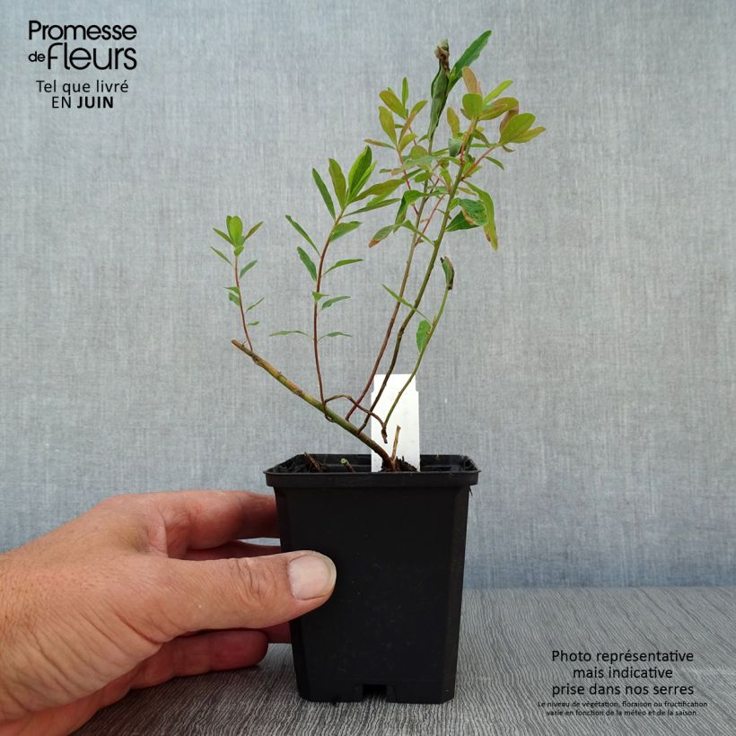 Esimerkki kesällä toimitetusta Kultatyräkki Purpurea Godet de 8/9 cm-taimesta