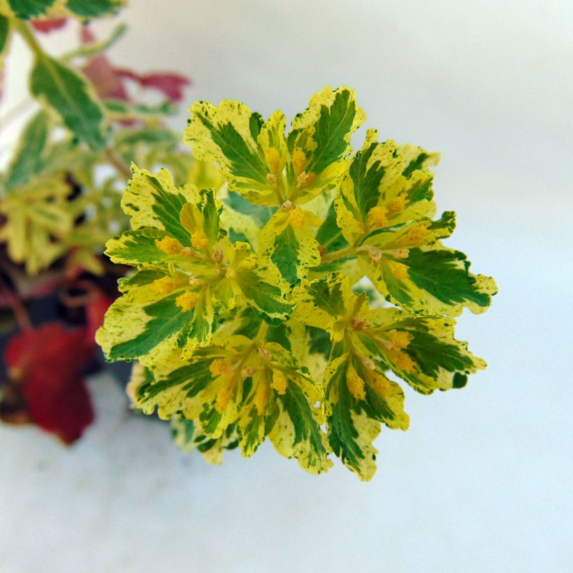 Kultatyräkki Variegata (Kukinta)