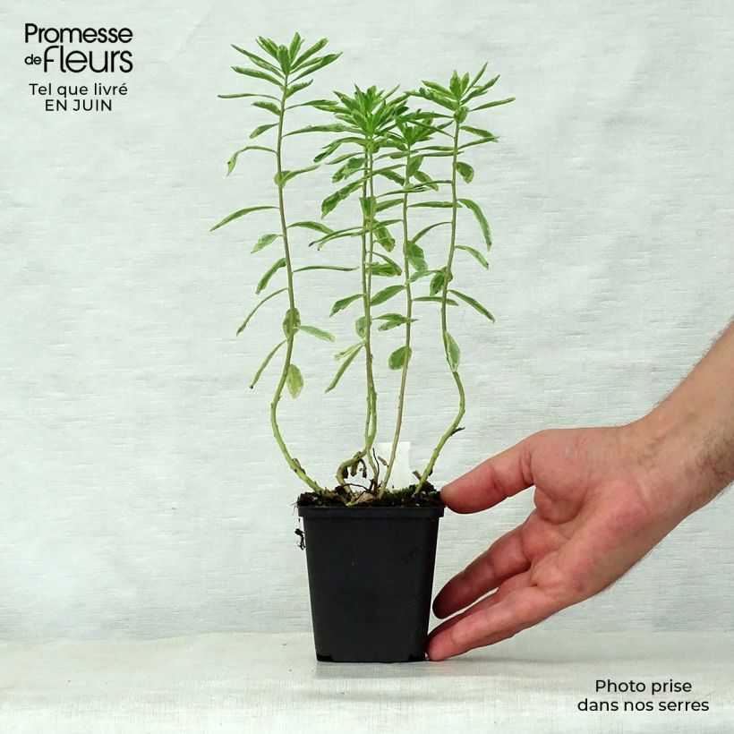 Esimerkki kesällä toimitetusta Kultatyräkki Variegata Godet de 8/9 cm-taimesta