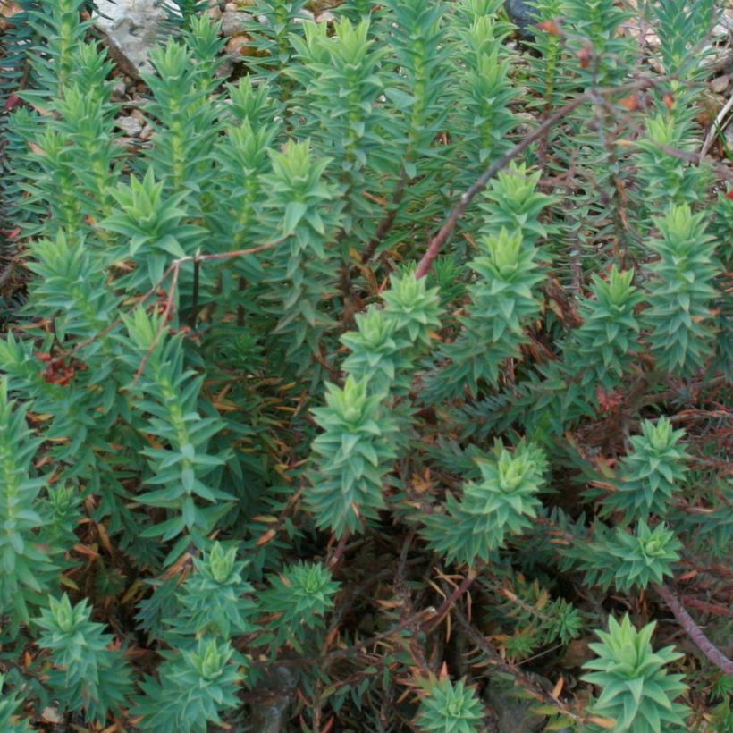 Tyräkki - Euphorbia pithyusa (Lehvistö)