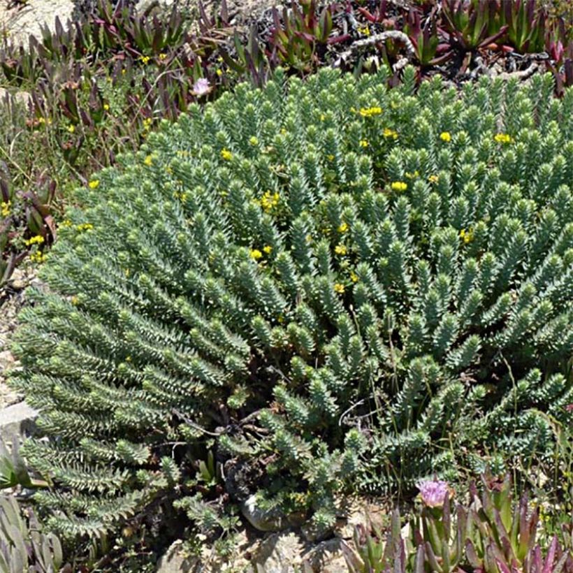 Tyräkki - Euphorbia pithyusa (Kasvutapa)