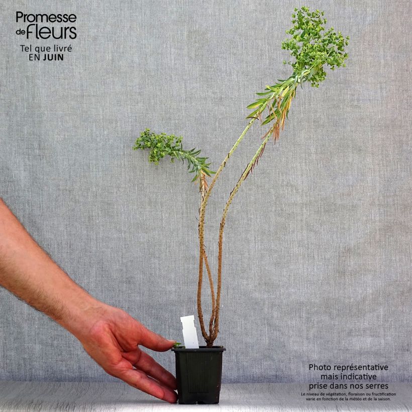 Esimerkki kesällä toimitetusta Tyräkki - Euphorbia pithyusa Taimiruukku 8/9 cm-taimesta