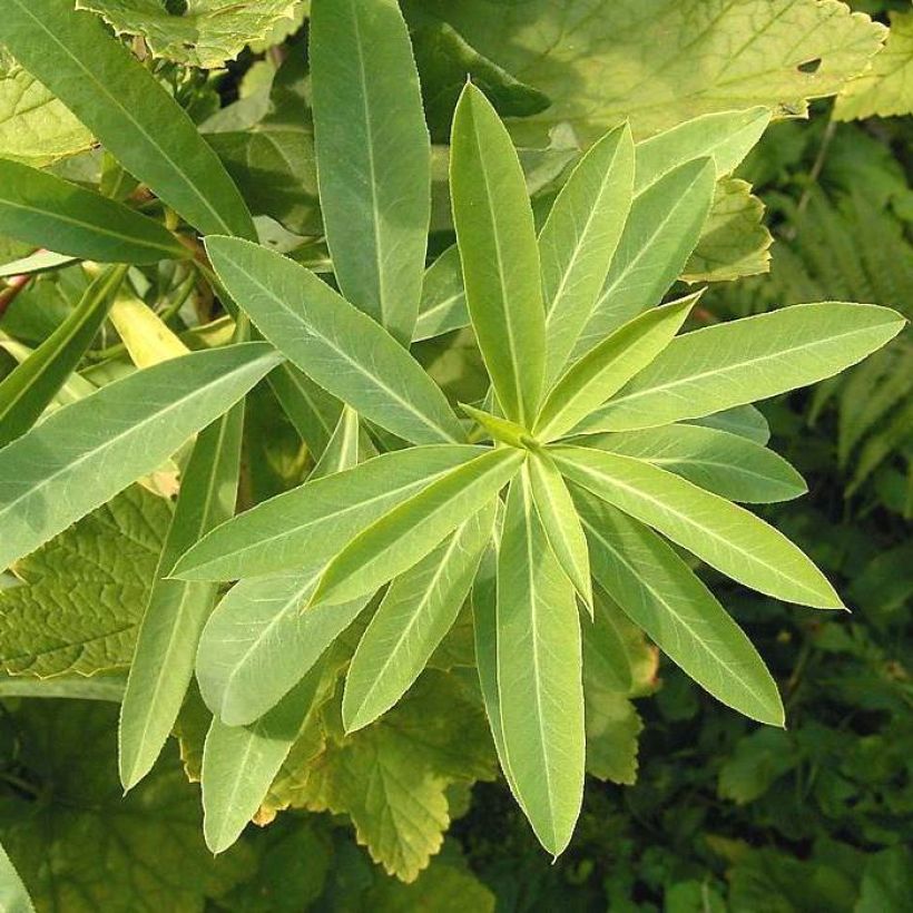 Tyräkki - Euphorbia sarawschanica (Lehvistö)