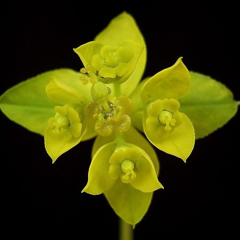 Tyräkki - Euphorbia sarawschanica (Kukinta)
