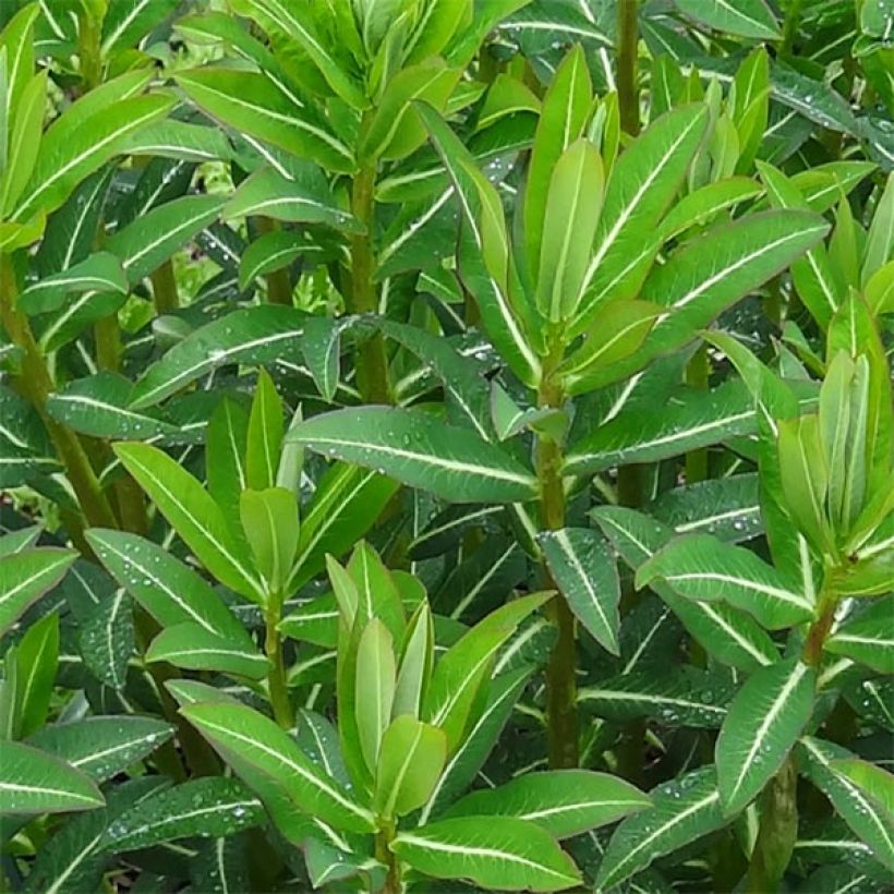 Tyräkki - Euphorbia schillingii (Lehvistö)