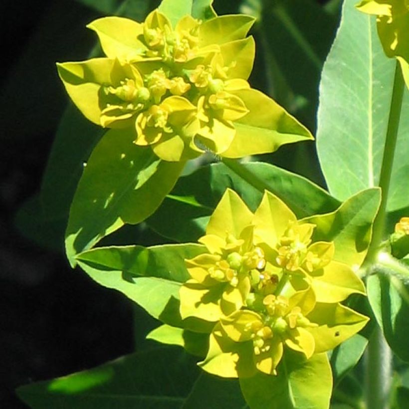 Tyräkki - Euphorbia schillingii (Kukinta)