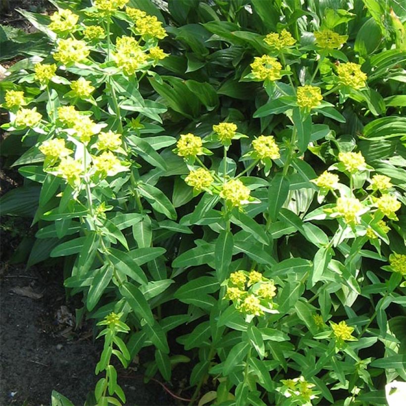 Tyräkki - Euphorbia schillingii (Kasvutapa)