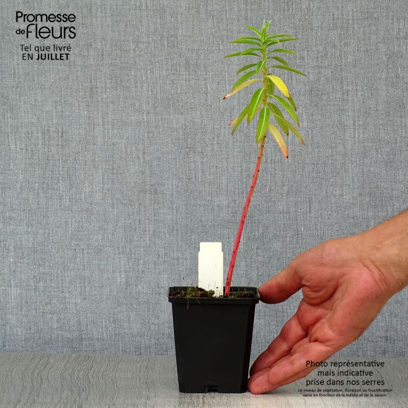 Esimerkki kesällä toimitetusta Tyräkki - Euphorbia schillingii Taimiruukku 8/9 cm-taimesta
