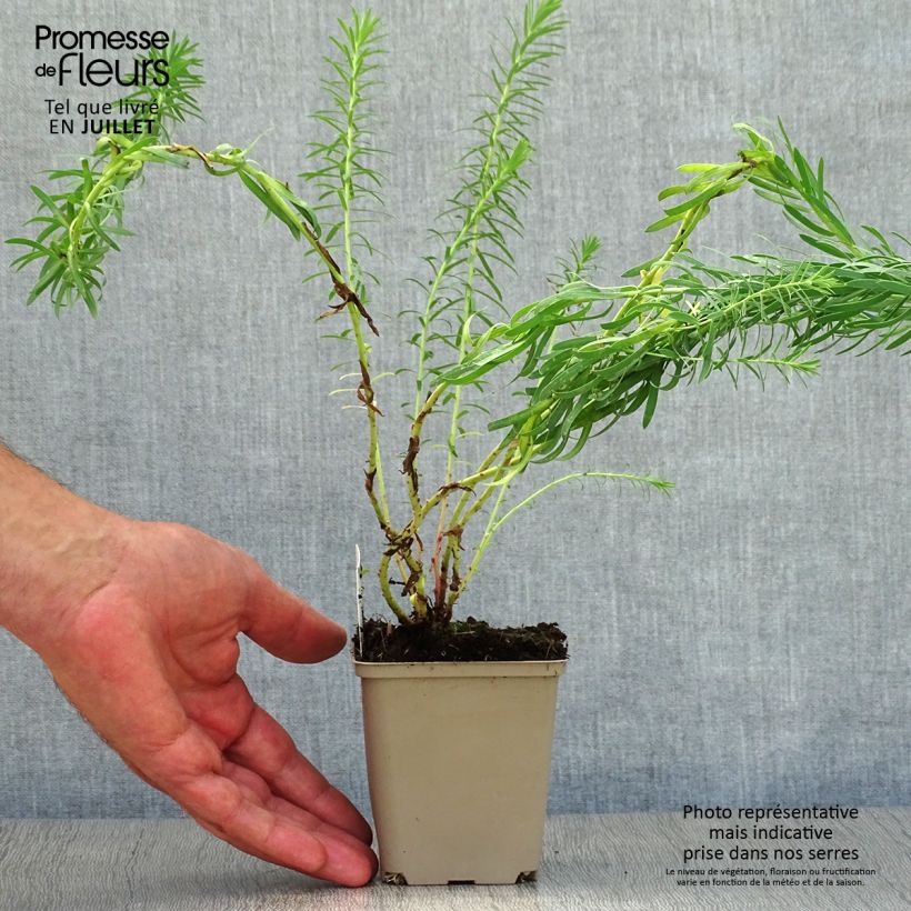 Esimerkki kesällä toimitetusta Tyräkki - Euphorbia seguieriana subsp. niciciana Taimiruukku 8/9 cm-taimesta