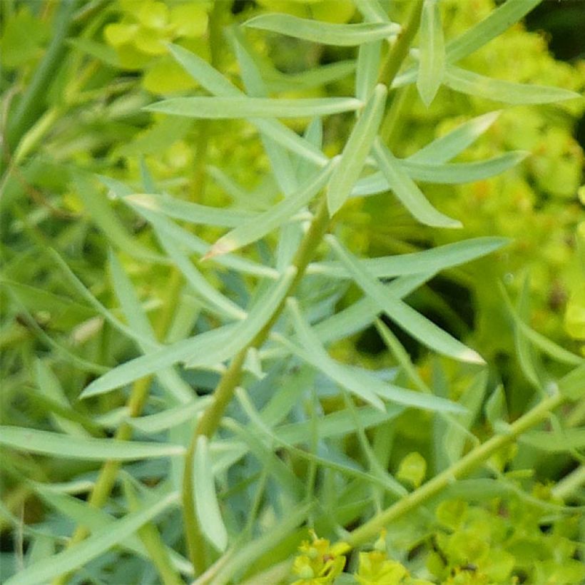 Tyräkki - Euphorbia seguieriana subsp. niciciana (Lehvistö)