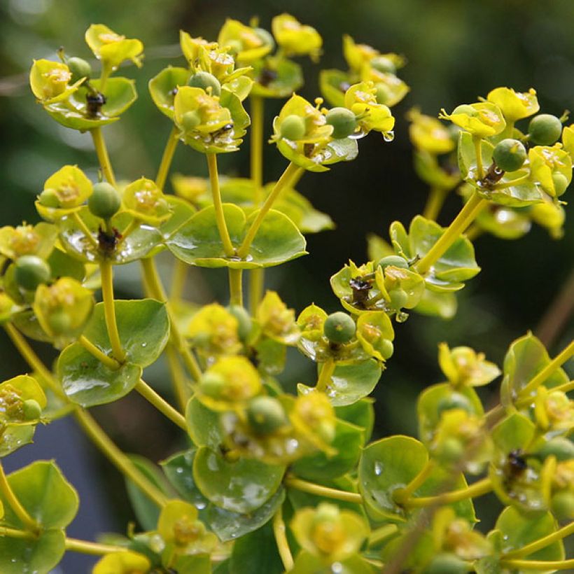 Tyräkki - Euphorbia seguieriana subsp. niciciana (Kukinta)