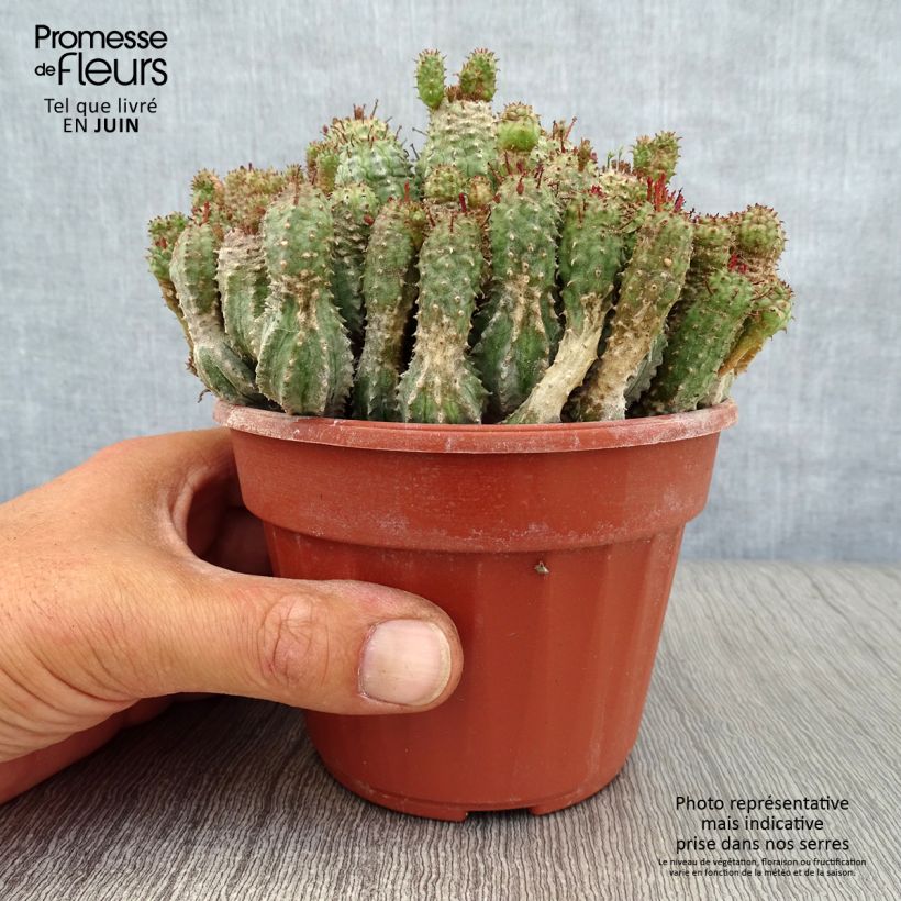 Esimerkki kesällä toimitetusta Tyräkki - Euphorbia submammillaris Pot de 12 cm / 13 cm-taimesta