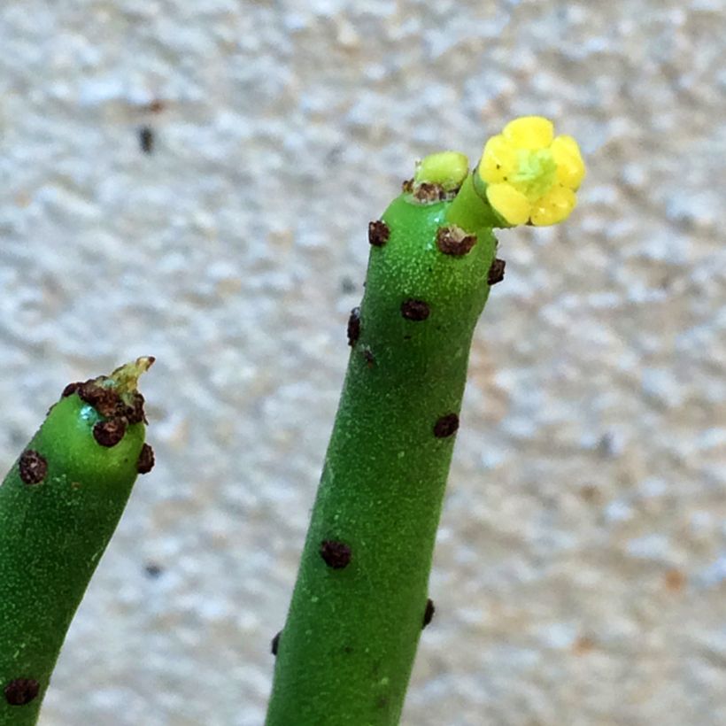 Mehipuutyräkki - Euphorbia tirucalli (Kukinta)