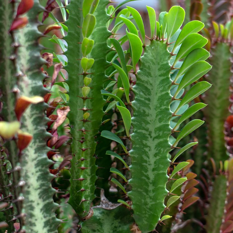 Pylvästyräkki - Euphorbia trigona (Lehvistö)