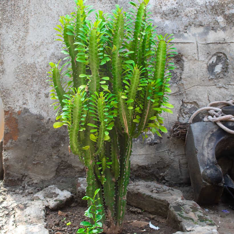 Pylvästyräkki - Euphorbia trigona (Kasvutapa)