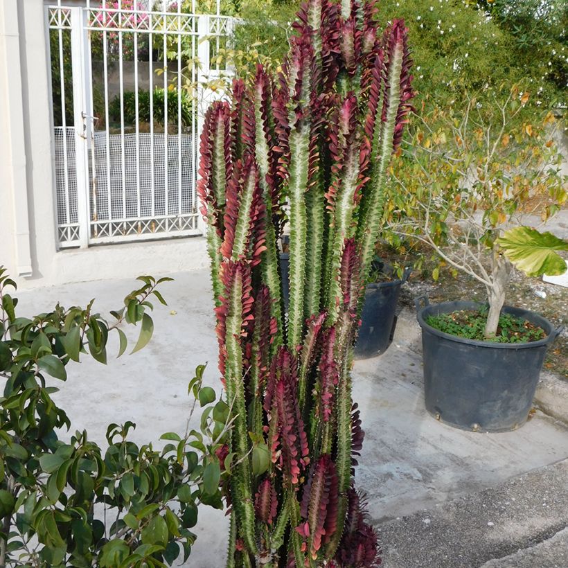 Pylvästyräkki - Euphorbia trigona f. rubra (Kasvutapa)
