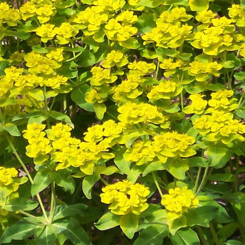 Tyräkki - Euphorbia wallichii (Kukinta)