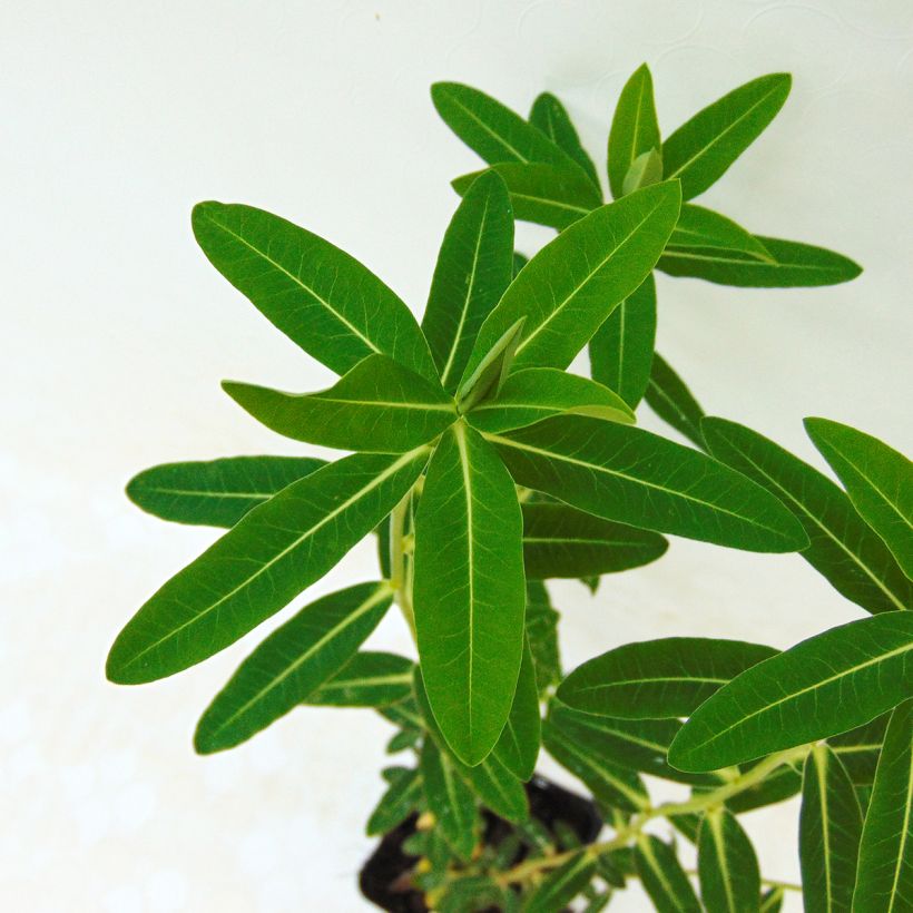 Tyräkki - Euphorbia wallichii (Lehvistö)