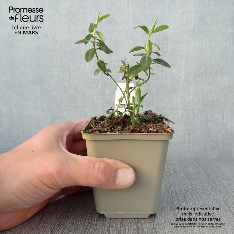 Esimerkki keväällä toimitetusta Tyräkki - Euphorbia wallichii Godet de 8/9 cm-taimesta