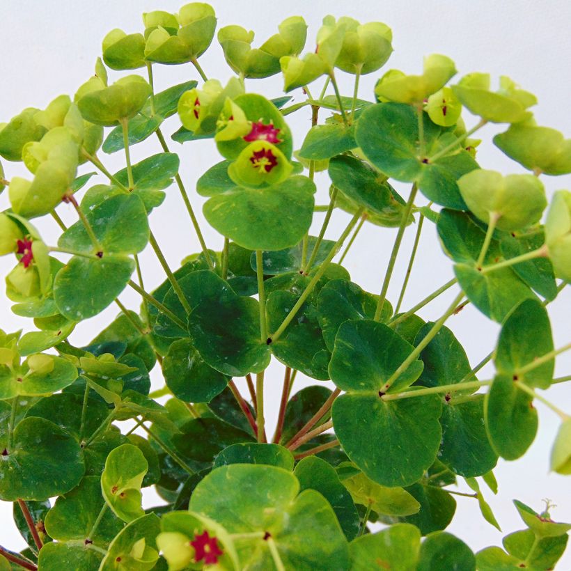 Tyräkki Baby Charm (Lehvistö)