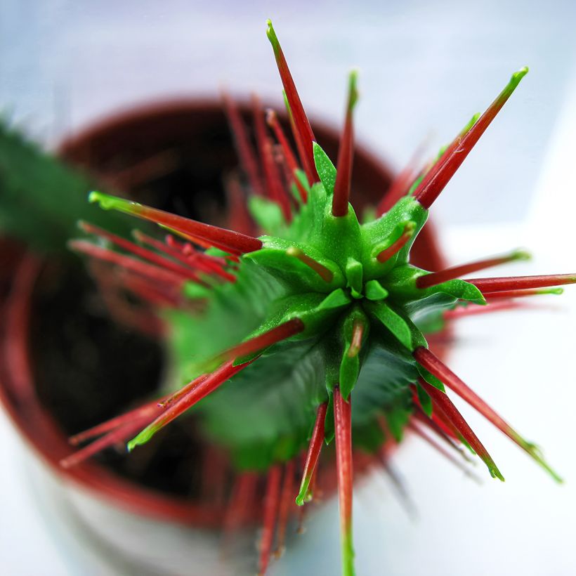 Tyräki - Euphorbia enopla (Lehvistö)