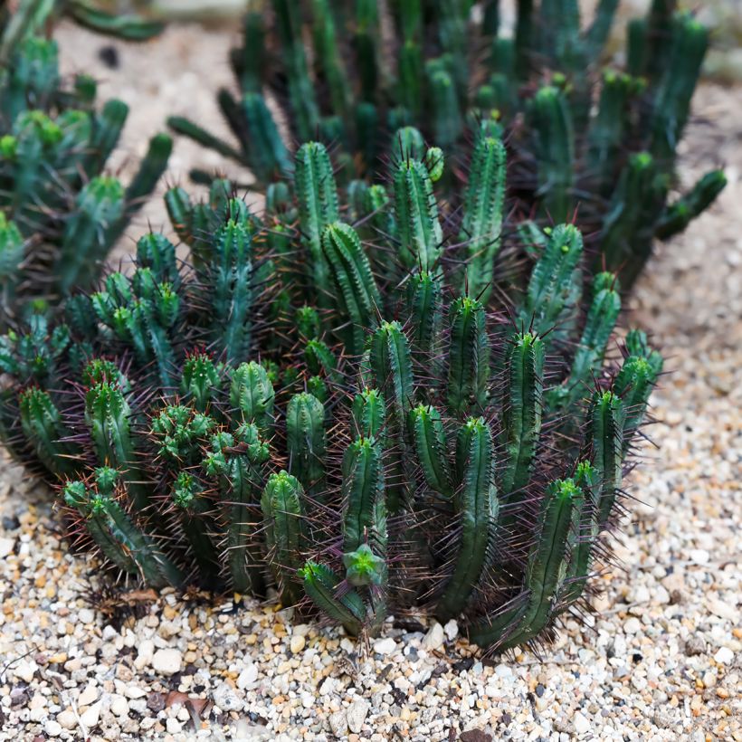 Tyräki - Euphorbia enopla (Kasvutapa)