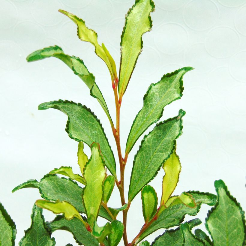 Eurya japonica Moutiers (Lehvistö)