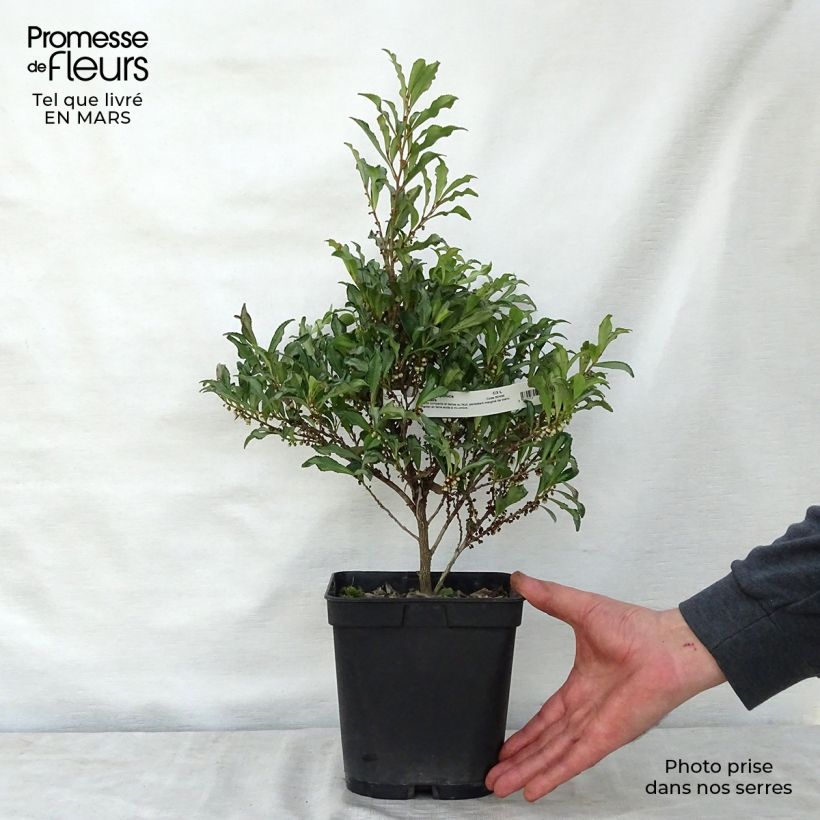 Esimerkki keväällä toimitetusta Eurya japonica Moutiers Pot de 2L/3L-taimesta