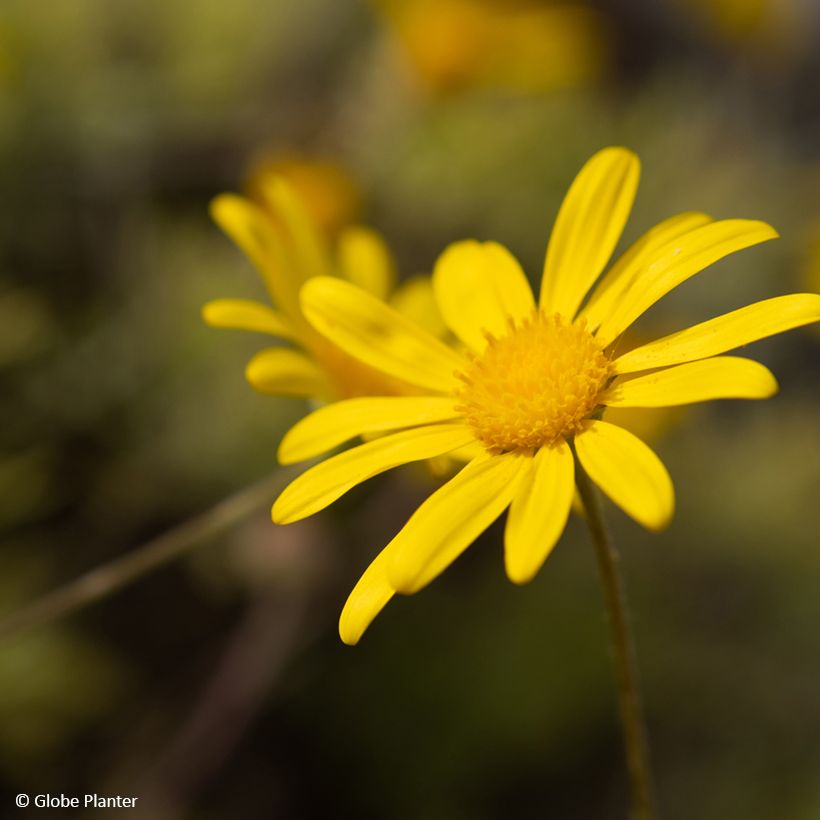 Kehrämö - Euryops (Kukinta)