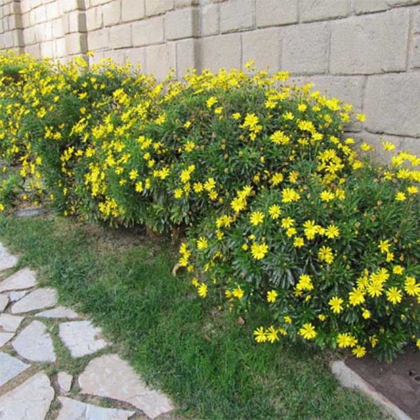 Kehrämö - Euryops chrysanthemoides (Kasvutapa)