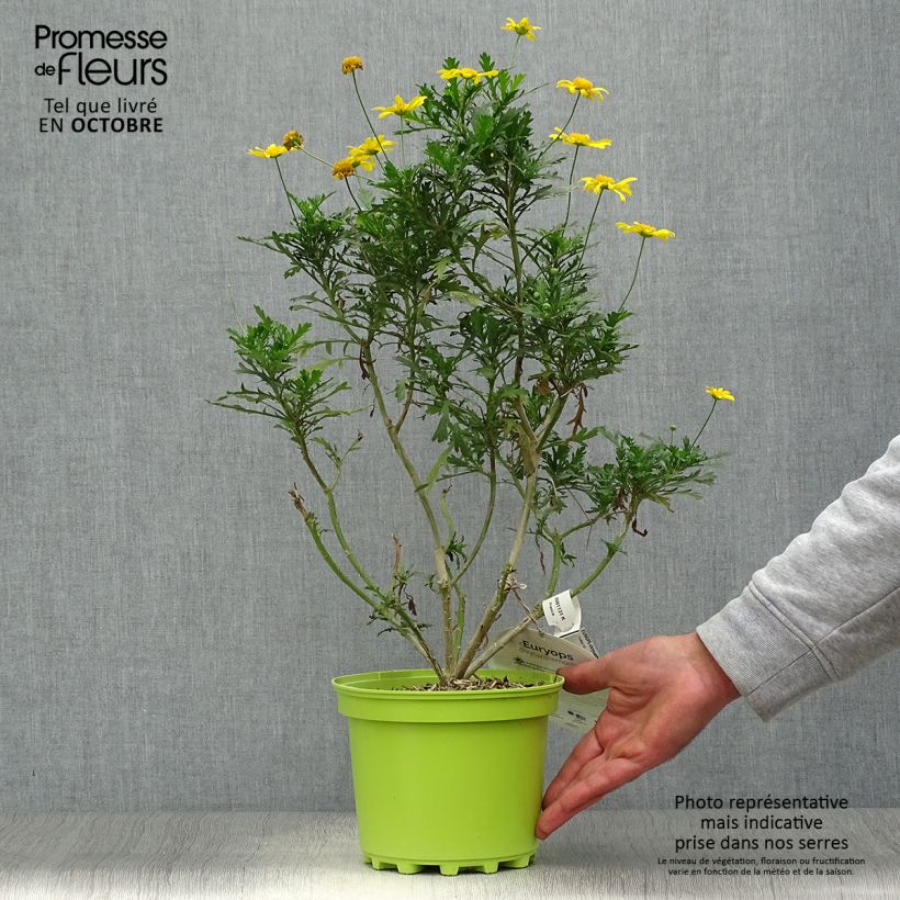 Esimerkki syksyllä toimitetusta Kehrämö - Euryops chrysanthemoides 2 litran/3 litran ruukku-taimesta