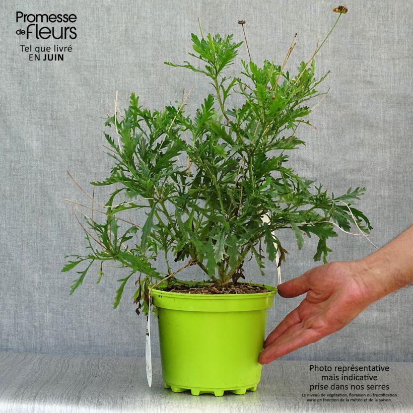 Esimerkki kesällä toimitetusta Kehrämö - Euryops chrysanthemoides Ruukku 2L / 3L-taimesta