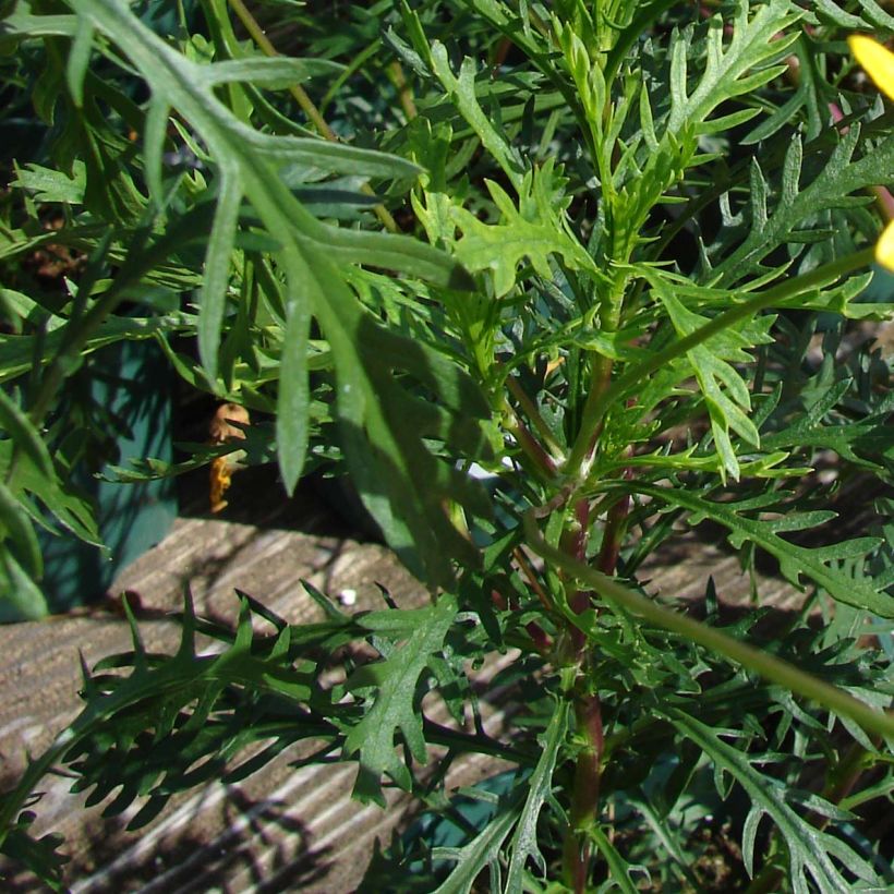 Kehrämö - Euryops pectinatus (Lehvistö)
