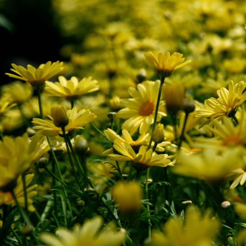 Kehrämö - Euryops pectinatus (Kukinta)
