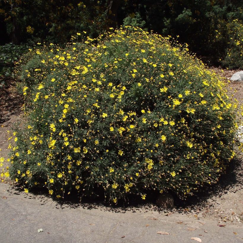 Kehrämö - Euryops pectinatus (Kasvutapa)