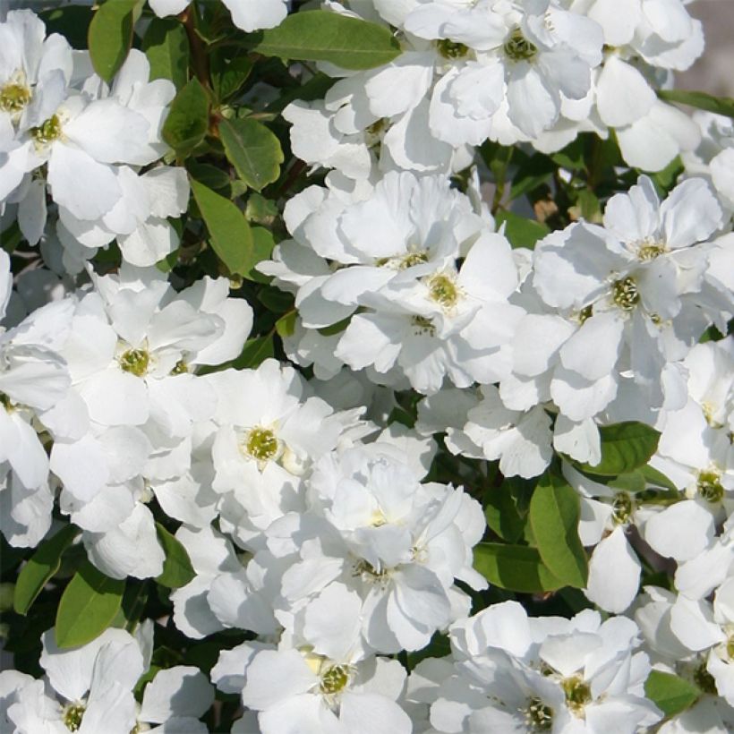 Helmipensas Magical Springtime (Kukinta)