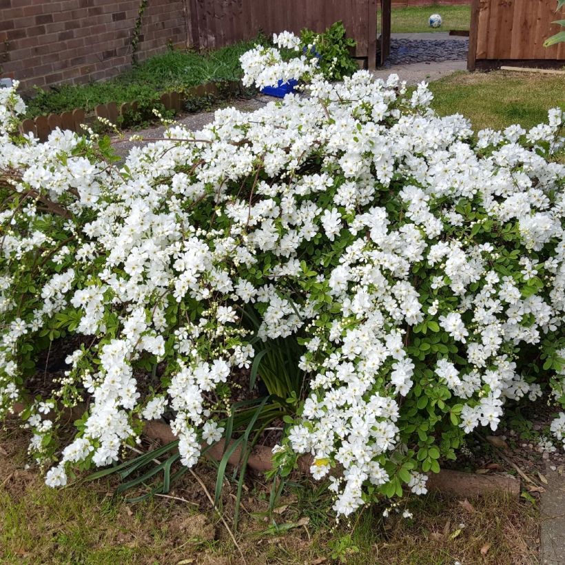 Koreanhelmipensas Snow White (Kasvutapa)