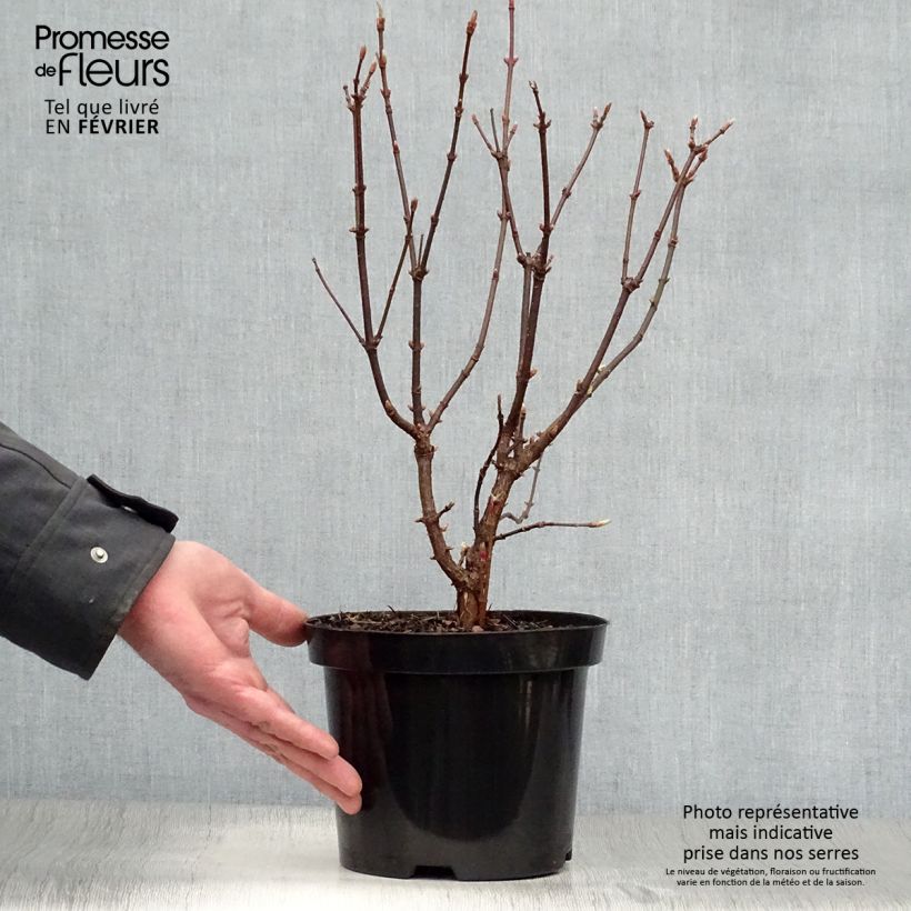 Esimerkki talvella toimitetusta Koreanhelmipensas Snow White Pot de 2L/3L-taimesta