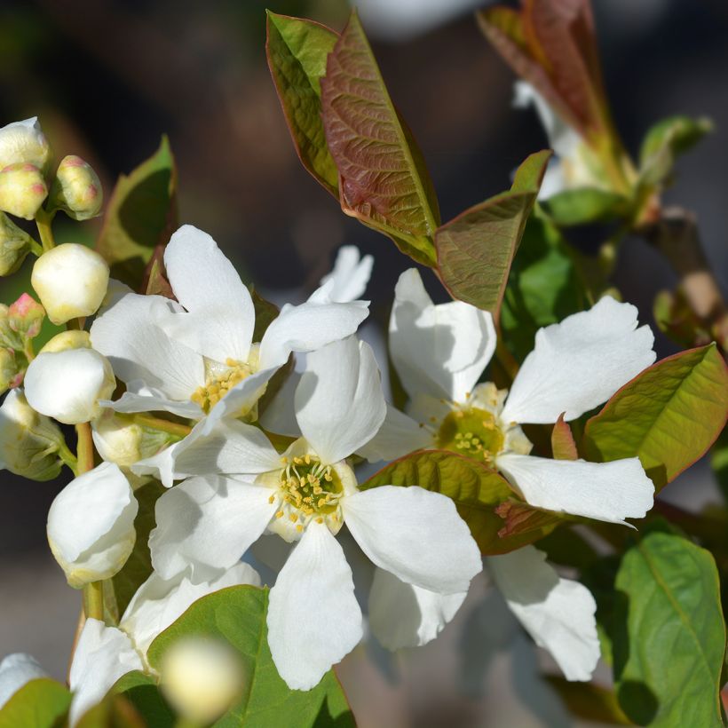 Koreanhelmipensas Snow White (Kukinta)