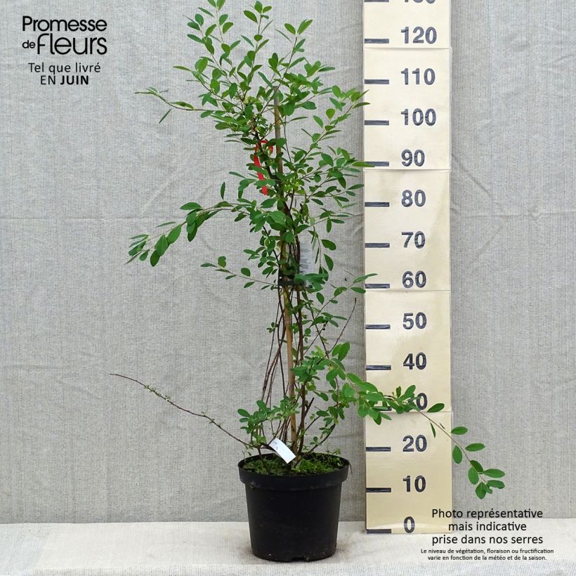 Esimerkki kesällä toimitetusta Helmipensas The Bride Pot de 12L/15L-taimesta