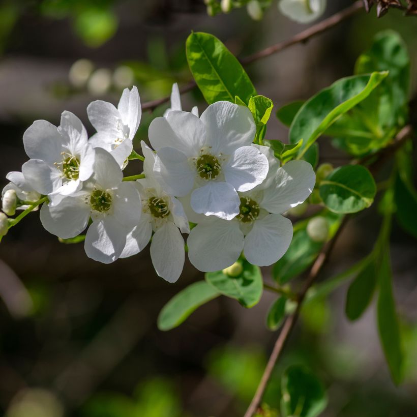 Helmipensas Snow Mountain (Kukinta)