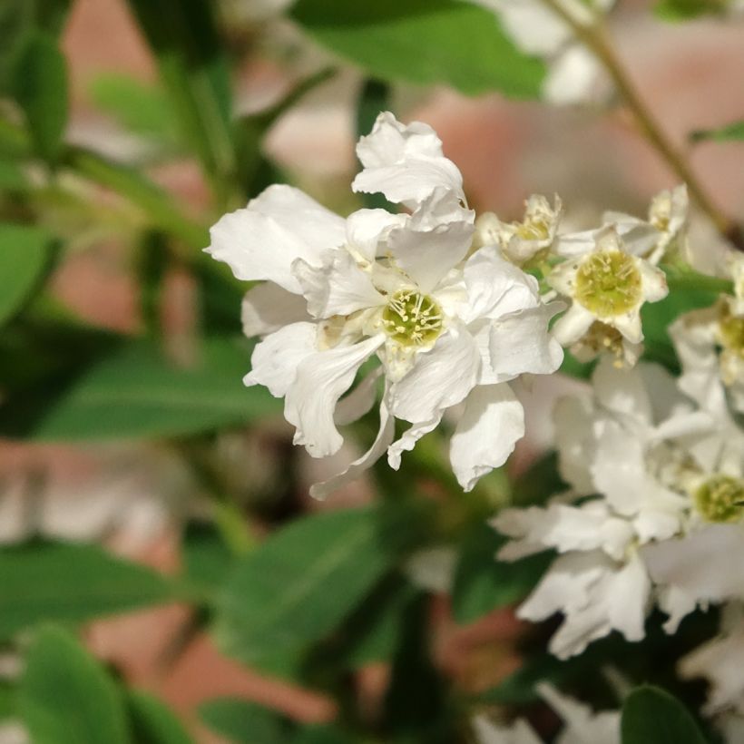 Helmipensas The Bride (Kukinta)
