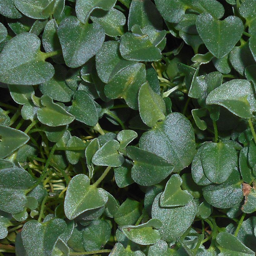 Falkia repens (Lehvistö)