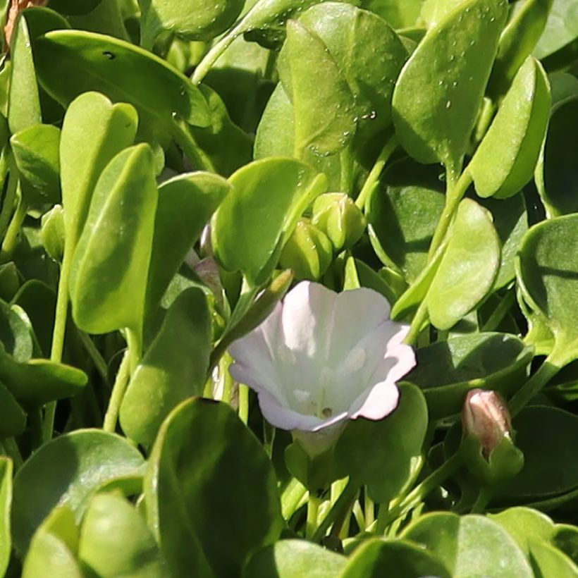 Falkia repens (Kukinta)