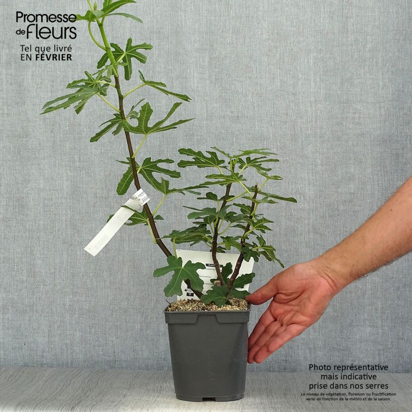 Esimerkki syksyllä toimitetusta Figuier Marseillaise - Ficus carica    Pot de 2L/3L-taimesta