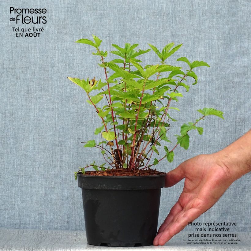 Esimerkki kesällä toimitetusta Mesiangervo - Filipendula ulmaria Ruukku 2L / 3L-taimesta